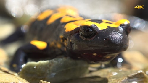 Fire Salamander Sitting Still on a Rock