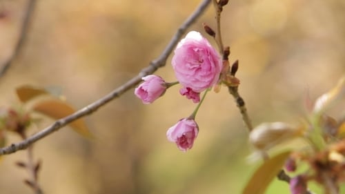 Blooming Tree In Spring With Pink Flowers