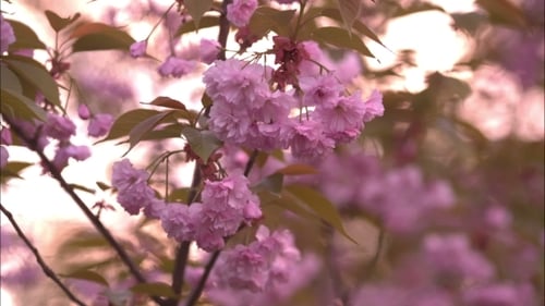 Blooming Tree In Spring With Pink Flowers