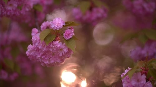 Blooming Tree In Spring With Pink Flowers