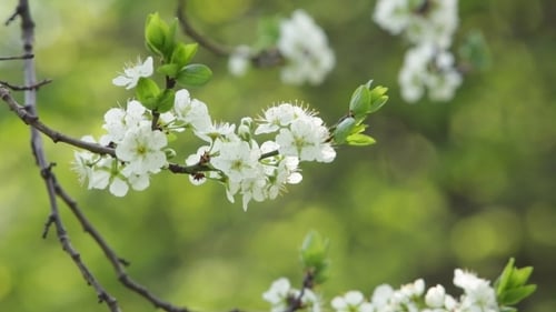 Arbre en fleurs au printemps avec des fleurs blanches