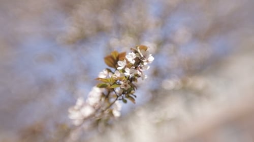 Blooming Tree In Spring With White Flowers