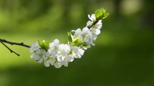 Arbre en fleurs au printemps avec des fleurs blanches