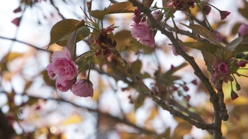 Blooming Tree In Spring With Pink Flowers