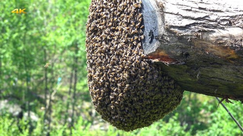 Massive Swarm of Bees on Tree Branch