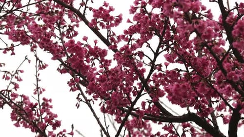 Vibrant Pink Cherry Blossoms in Springtime