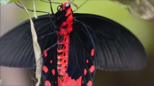Borboleta vermelha e preta pendurada no galho