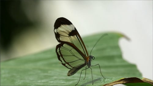 Glasswing Butterfly on Leaf in Jungle