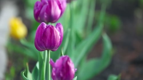 Purple Tulips Blooming in the Springtime Garden