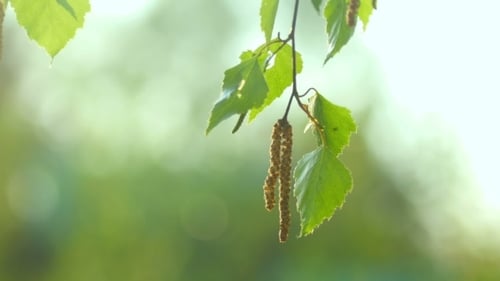 Birch Catkin