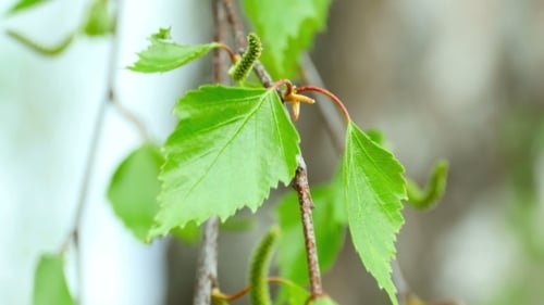 Birch Catkin