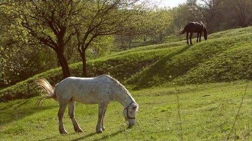 Pferde in einem Feld, Landschaft