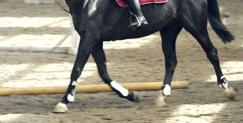 Posting While Trotting