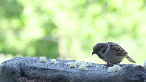 Brown Sparrow Eating Bread Crumbs
