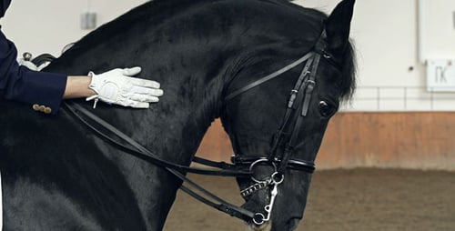 Sangle de selle