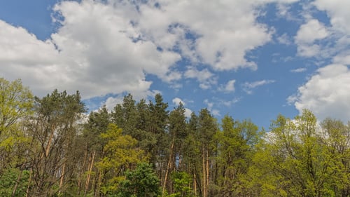 Wald und Wolken in Bewegung 1