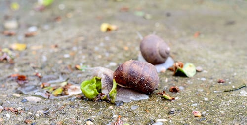 Snails On The Road