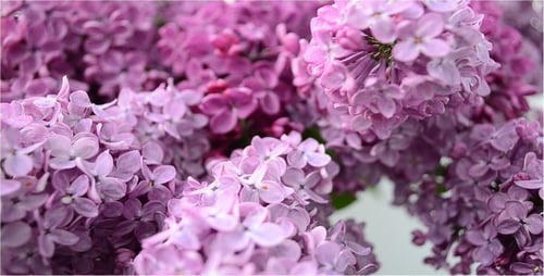 Lilac 8