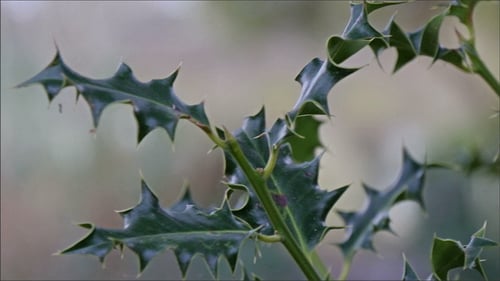 Ein Blatt von den Reben, die auf dem Friedhof wachsen