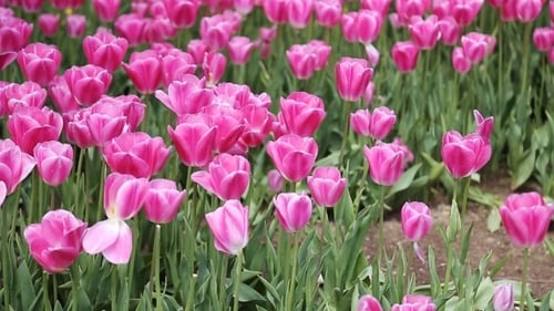 Pink, Yellow, Red Tulips In The Gardens Of The