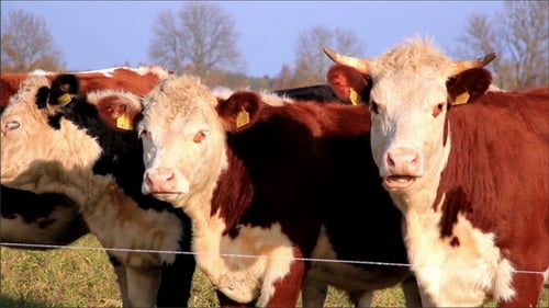 Vaches dans le troupeau debout pendant qu'on mange