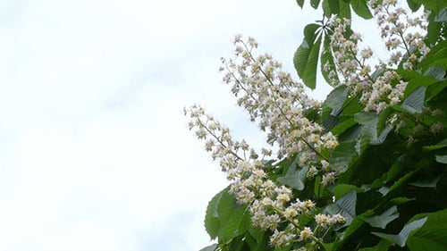 Blumen der Kastanie durch den Himmel