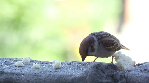 Small Bird Feeding on Bread