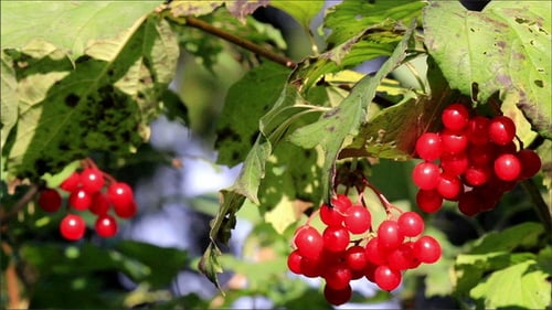 Viburnum Opulus Guelder Rose Cherries Hanging