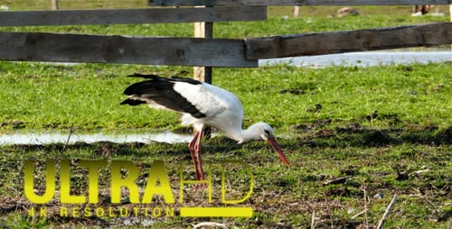 Storch 2