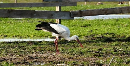 Storch 2
