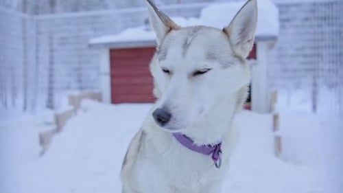 Sweet siberian husky sitting and looking around, with a red doghouse in the background, in Lapland,
