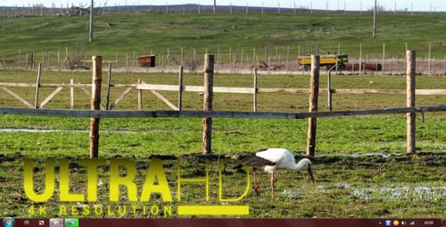 White Stork Feeding in a Grassy Field