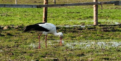 Storch 4