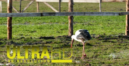 Storch 5