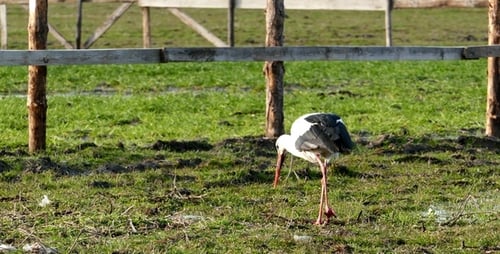 Storch 5