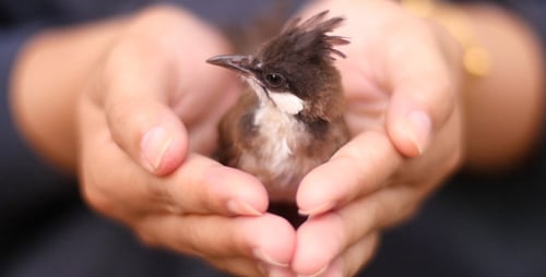 Hands gently hold a small bird