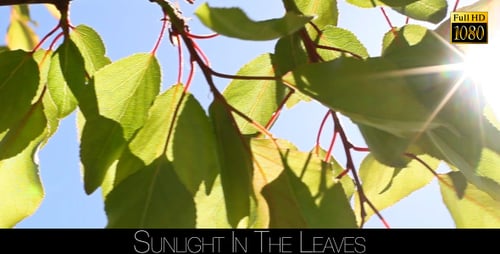 Sunlight In The Leaves 25