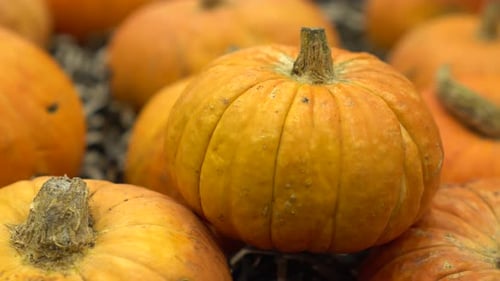 A Lot of Orange Pumpkin Closeup Stand Paning Fair Exhibition in Autumn Season