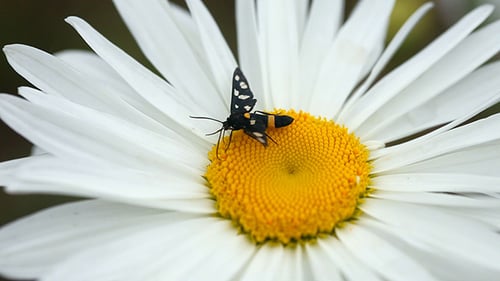 Small Moth Resting on a Daisy Flower