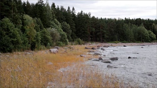 Shoreline Full of Grass