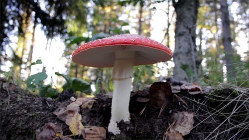 Red Mushroom with White Spots in Forest