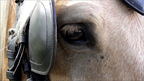 Cheval brun avec lanière en cuir