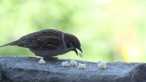 Sparrow Eating Bread Crumbs on Stone Ledge