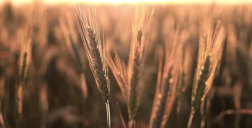 Cereals At Sunset