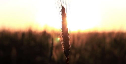 Cereal Field At Sunset