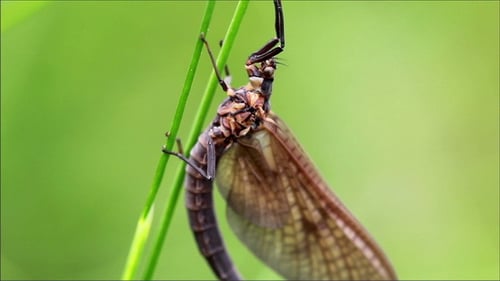 Libelle