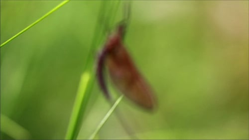 Libelle klebt an den Grashalmen