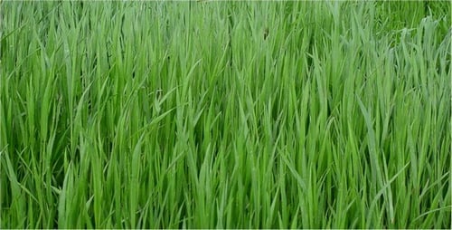 Pradera