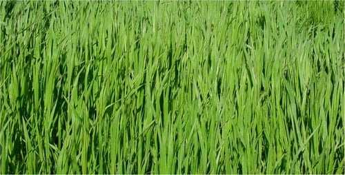 Green Grass Swaying in the Wind