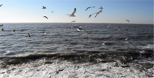 Many Birds Flying and Swimming by the Ocean